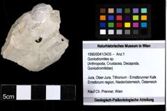 Foto (Objekt + Etiketten) von Goniodromites sp. 